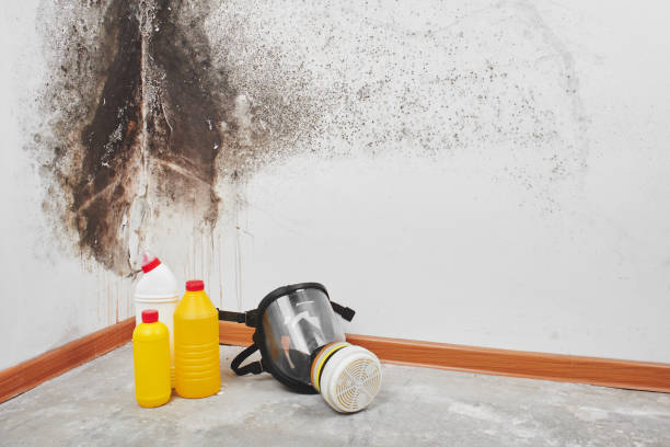 Best Best Mold Removal Companies  in Shawnee, OK