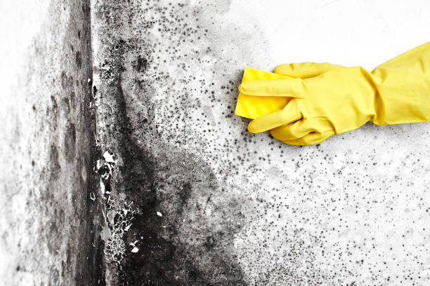 Best Fast Mold Removal  in Shawnee, OK