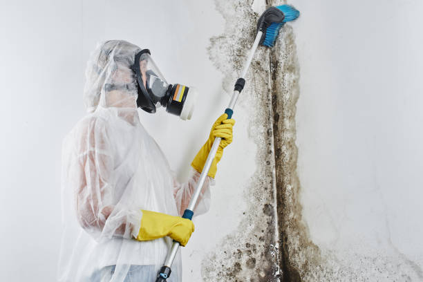 Best Same-Day Mold Removal  in Shawnee, OK