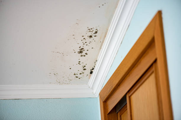 Best Residential Mold Removal  in Shawnee, OK