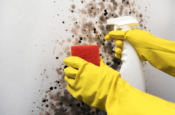 Best Mold Remediation  in Shawnee, OK