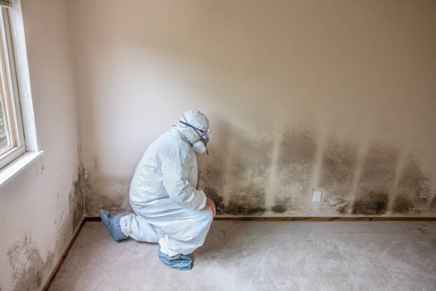 Best Mold Removal Process  in Shawnee, OK